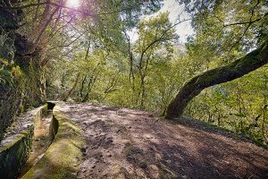 Levada Wanderweg Ribeiro Frio Balcoes