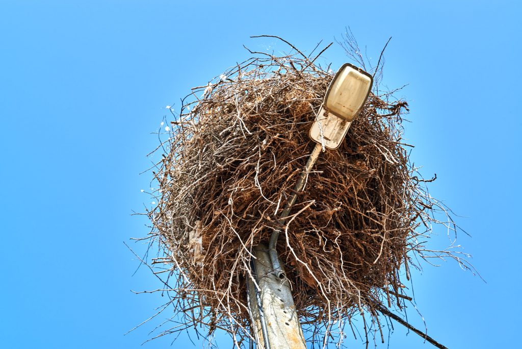 Monchique - Storchennest auf einer Straßenlaterne - Algarve Hinterland, Portugal