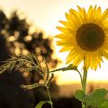 Sonnenblume Sonnenschein Nachhaltig Reisen