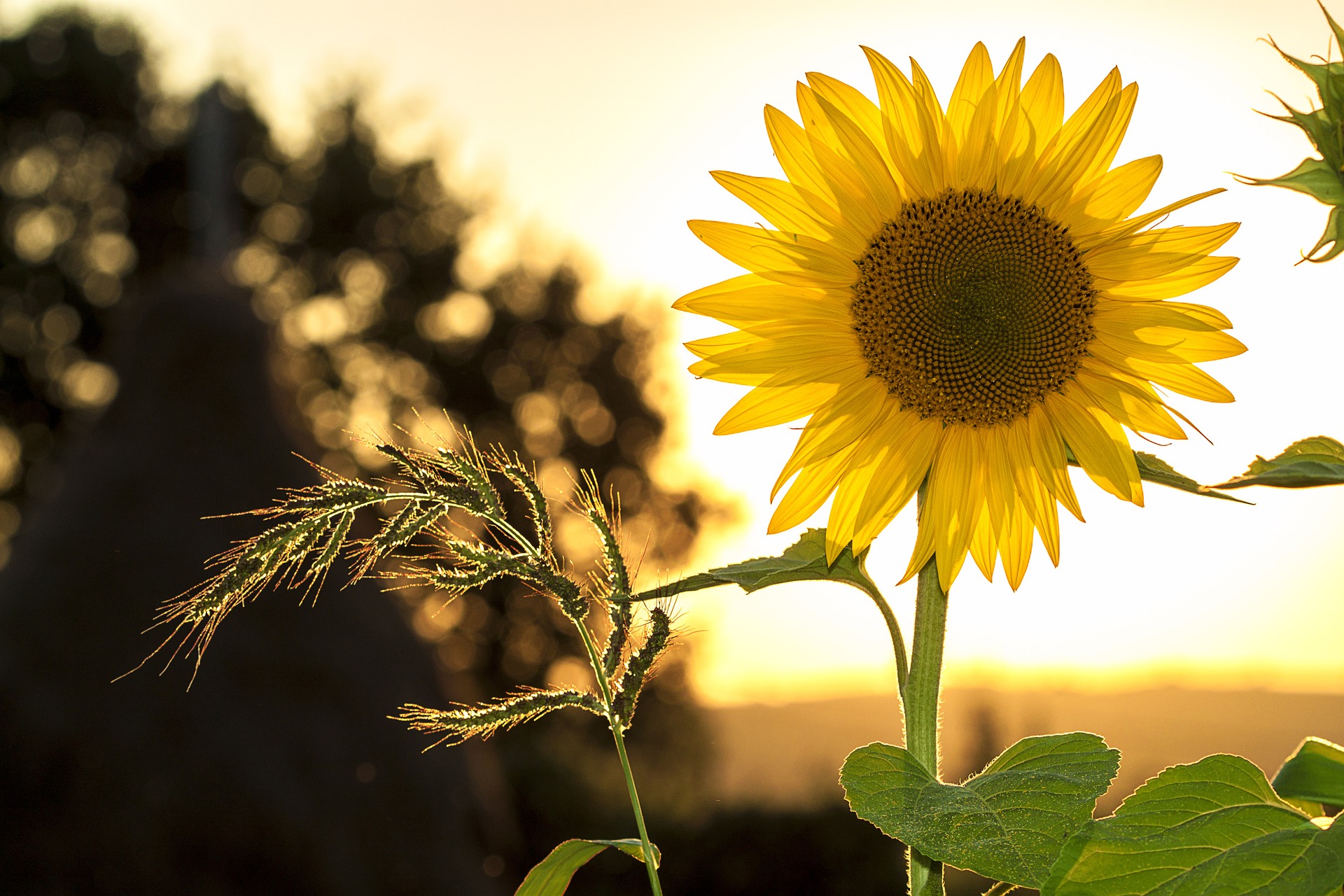 Sonnenblume Sonnenschein Nachhaltig Reisen
