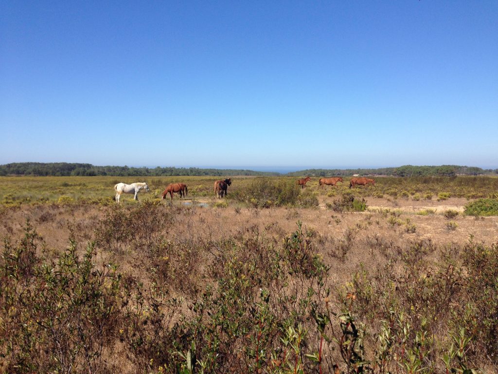 Pferde historischer Wander Weg Rota Vicentina