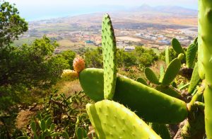 Kaktus auf der portugiesischen insel Porto Santo