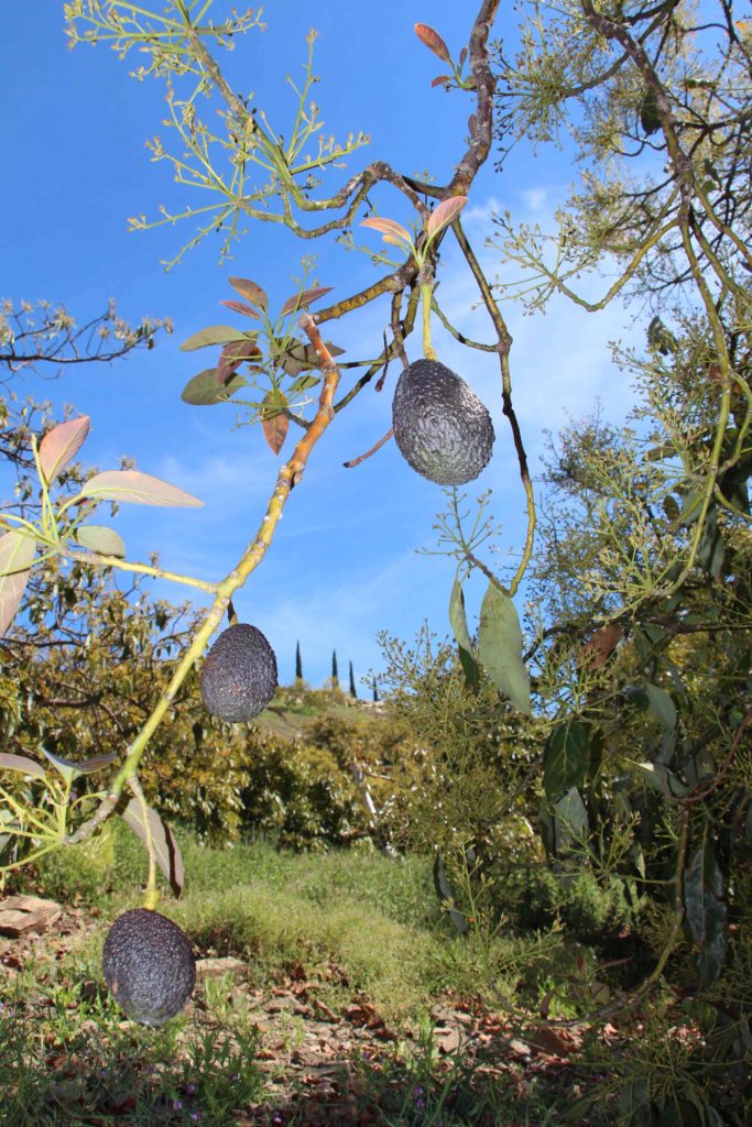 Avocados in Andalusien