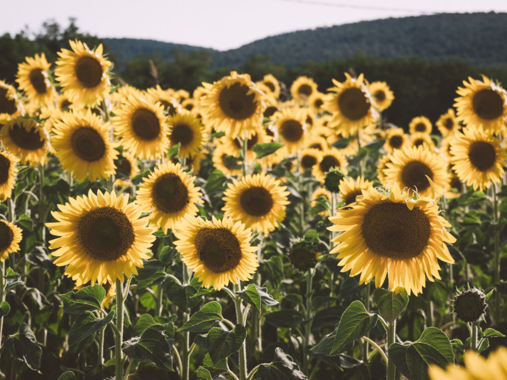 Sonnenblumen Feld