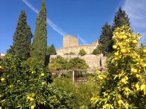 Zitrusfrüchte Burg Tomar Centro Portugal