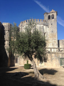 Olivenbaum in Burganlage Tomar