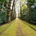 Gingko-Allee Terra Nostra Park