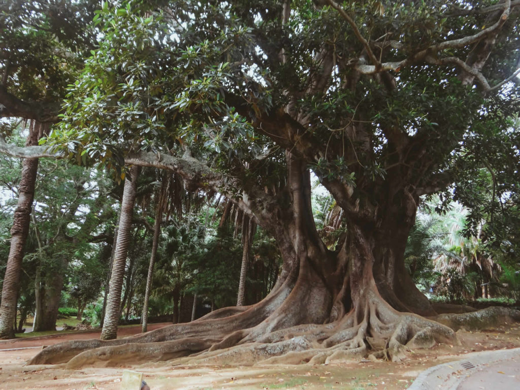 Baum im Jardím António Borges