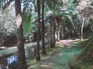Bäume im Terra Nostra Park