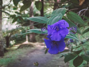 Blaue Blüten im Terra Nostra Park