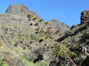 Masca-Schlucht auf Teneriffa