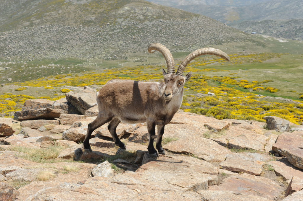 Steinbock in Sierra de Gredos