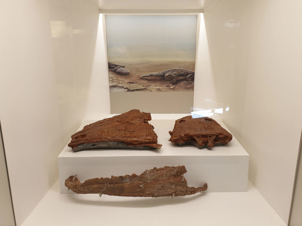 Fossilien im Stadtmuseum Loulé