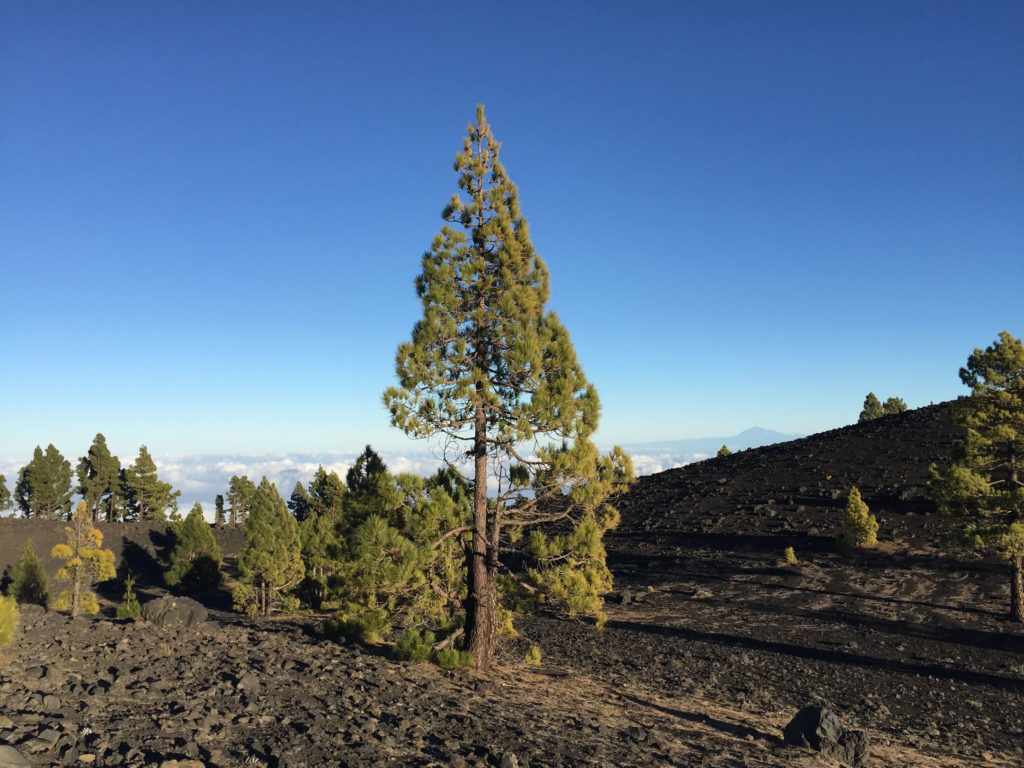 Kanarenkiefer La Palma Vulkanwanderung