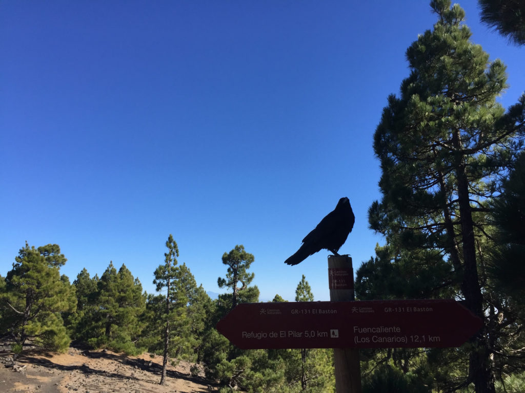 Wegweiser Vogel La Palma Wanderung