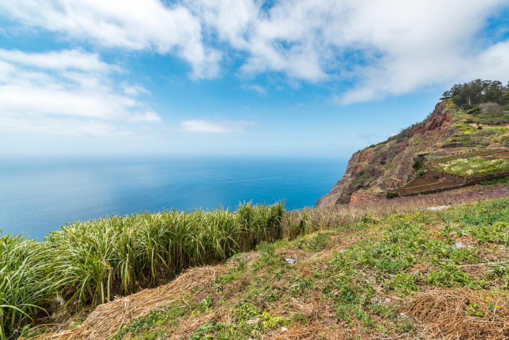 Madeira Zuckerrohrfeld