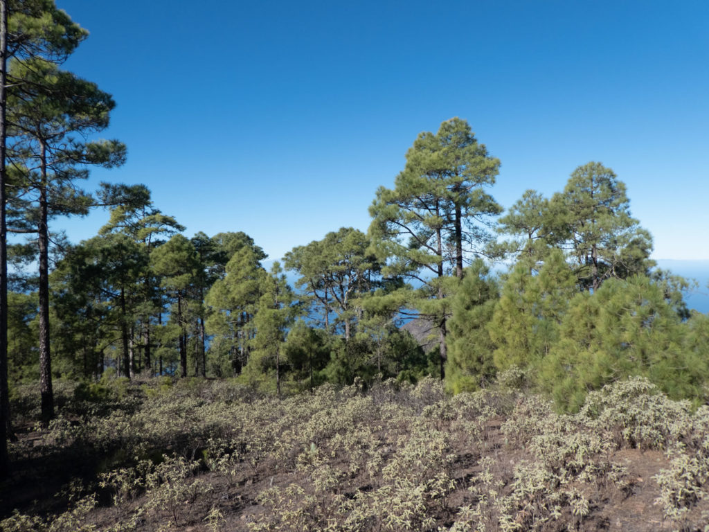 Kiefern Naturpark Tamadaba