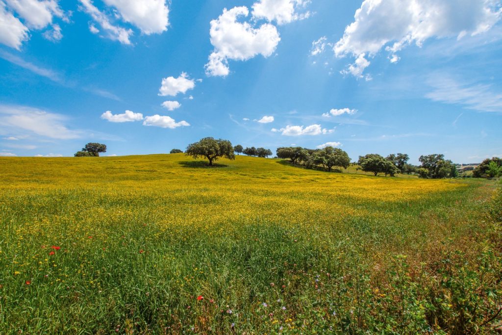 Korkeichen Alentejo