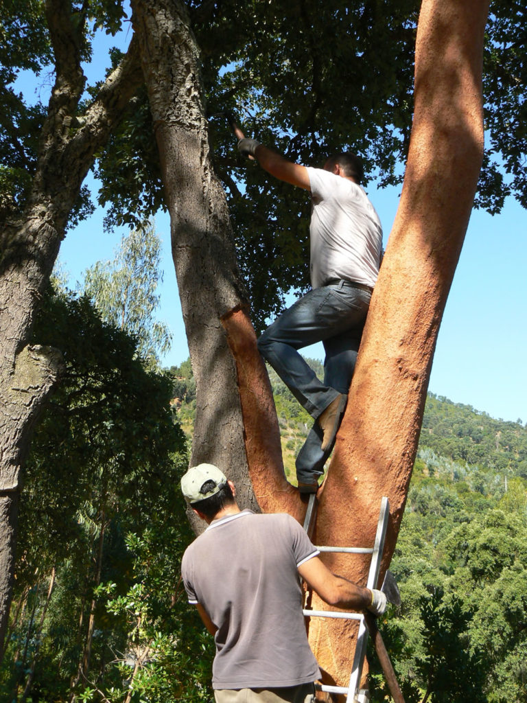 Arbeiter bei der Korkernte in Portugal