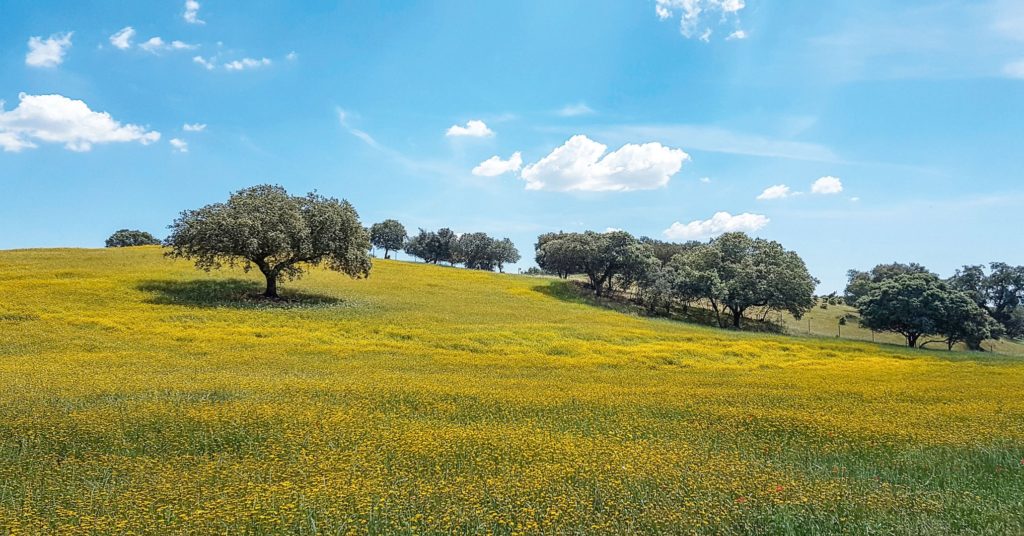 Korkeichen Alentejo