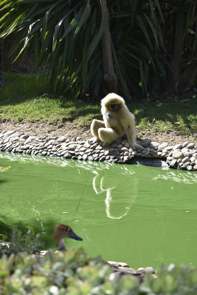 Äffchen im Zoo Lagos