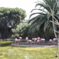 Flamingos Zoo Lagos