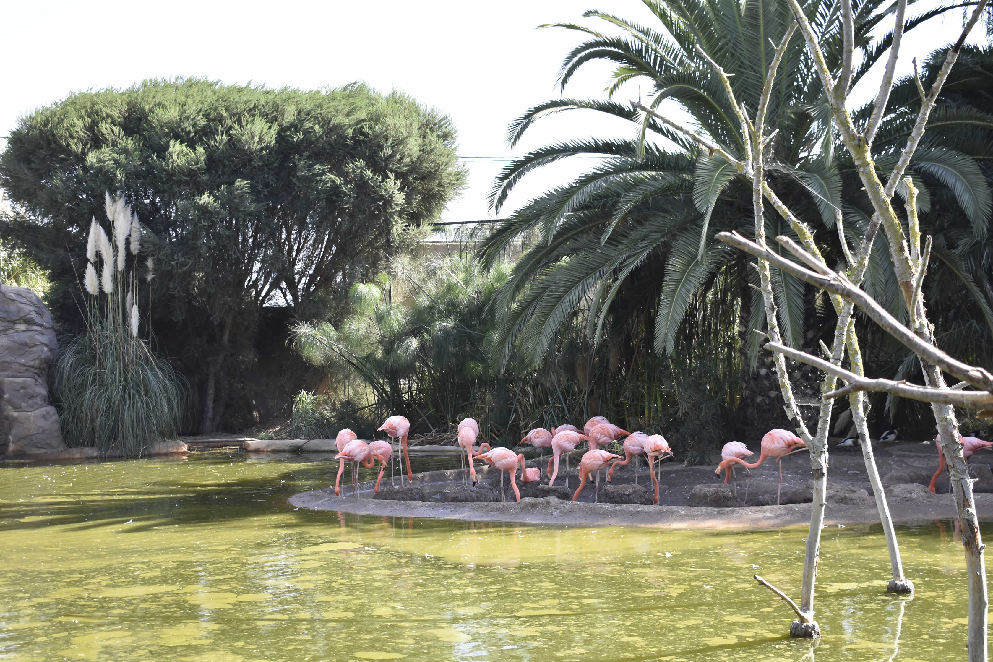 Flamingos Zoo Lagos