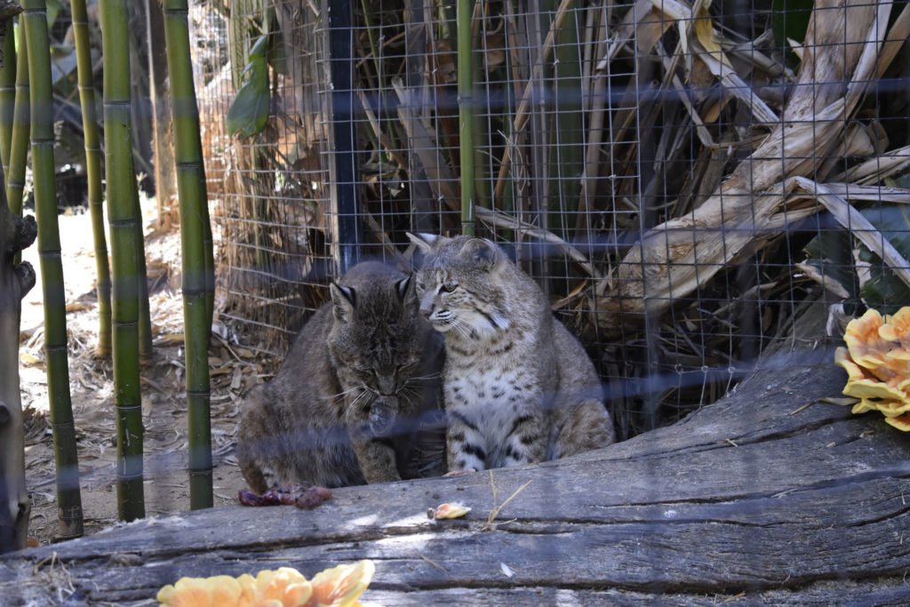 Wildkatzen Zoo Lagos