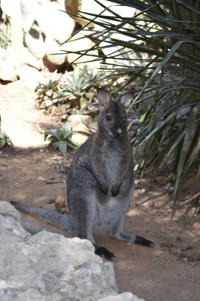 Känguru Zoo Lagos