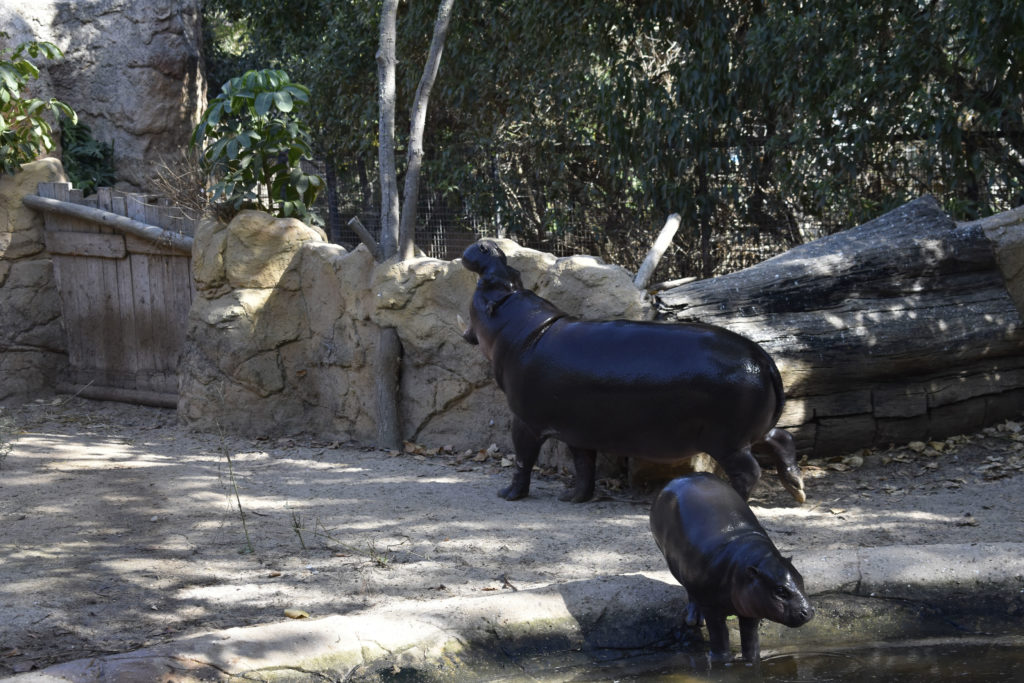 Nilpferde Zoo Lagos