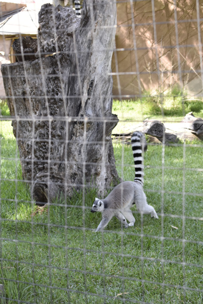 Kleiner Panda Zoo Lagos