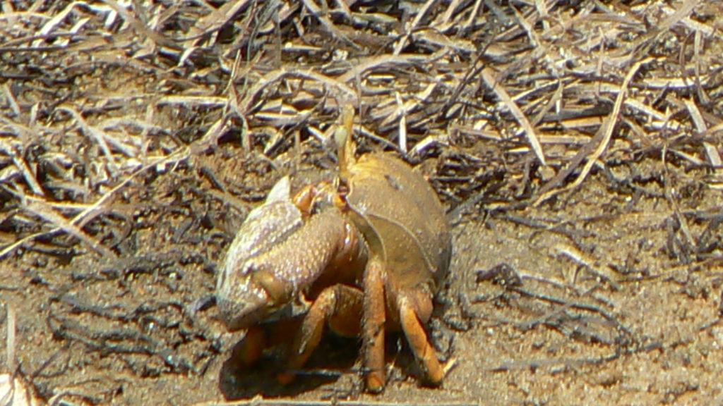 Krebs Ria Formosa