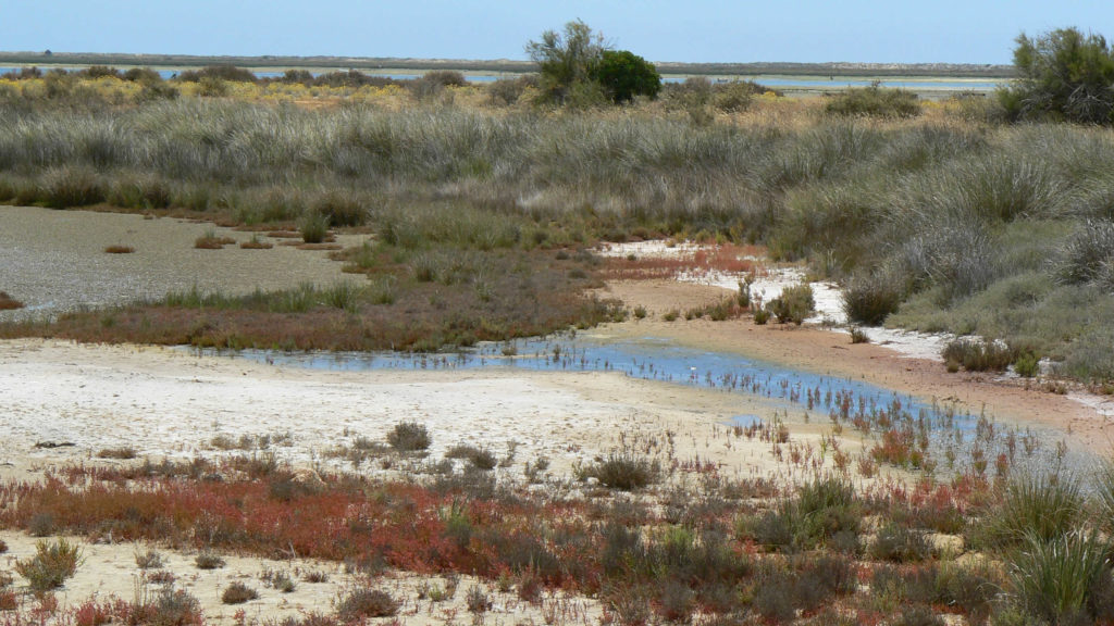 Landschaft Ria Formosa