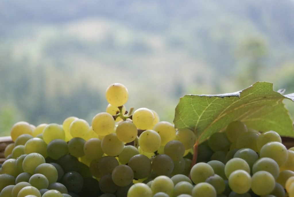 Prosecco - das prickelndste UNESCO Welterbe Italiens