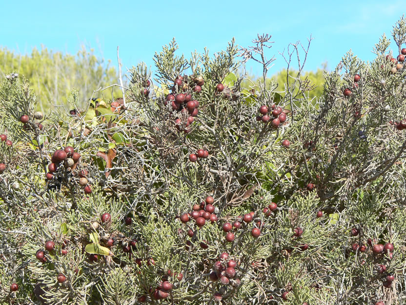 Gin-Beeren genannt Zimbro