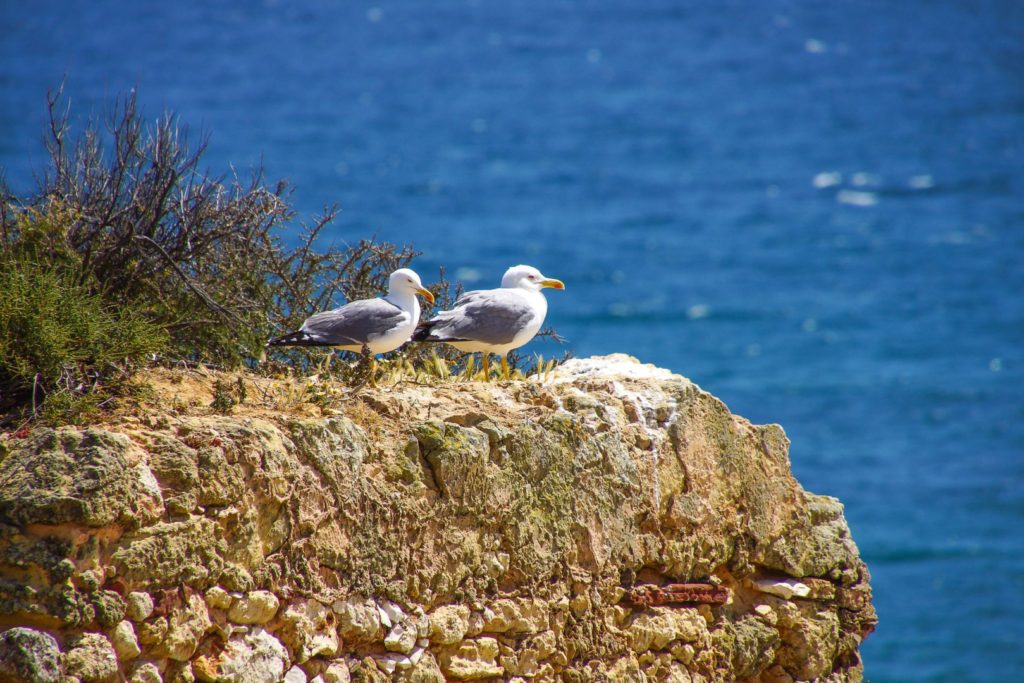 Möwen Algarve Küstenwanderung