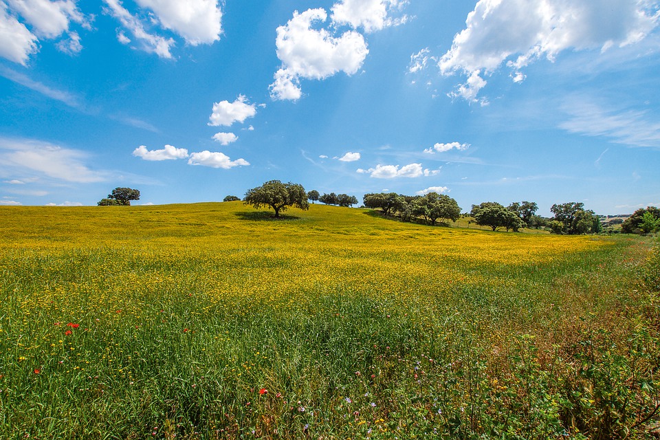 Korkeichen im Alentejo