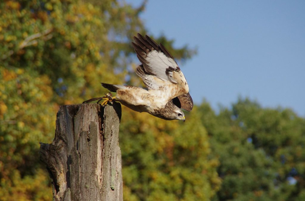 Bussard beim Abflug