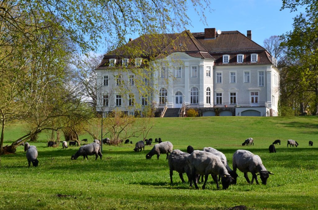 Grasende Schafe auf Golfplatz