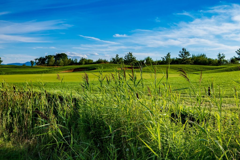 Wiese im Sommer