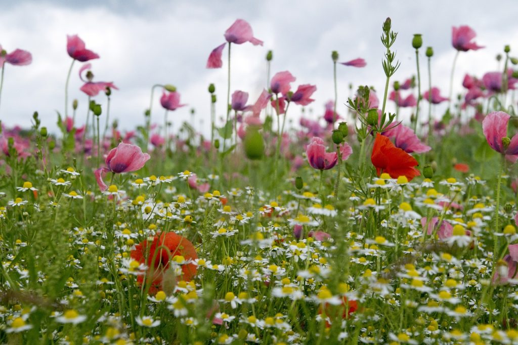 Wildblumenwiese