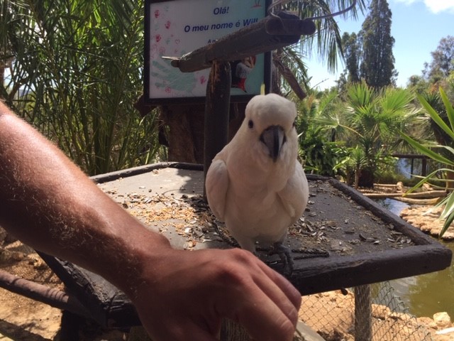 Kakadu auf Porto Santo