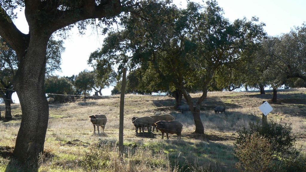 Herde schwarze Schweine im Alentejo