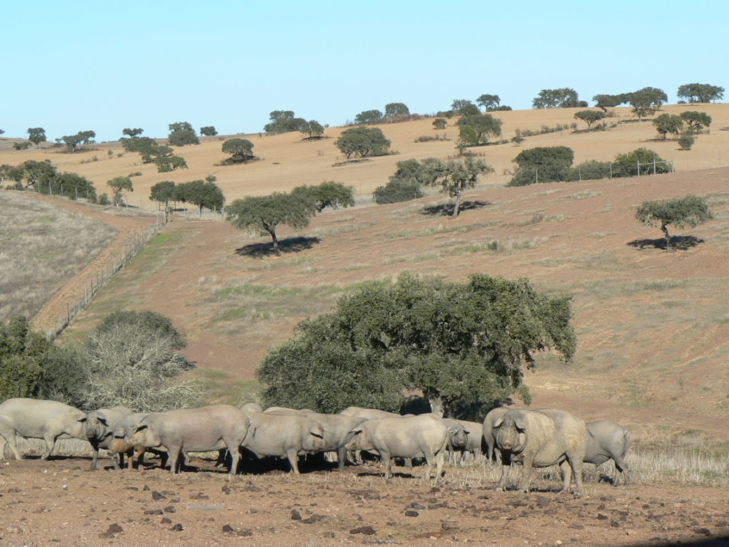 Herde Schweine Alentejo