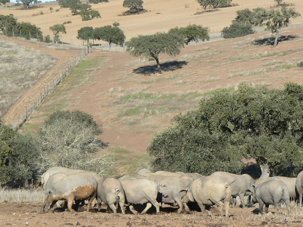 Schweine suhlen sich Alentejo