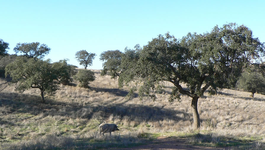 Schwein im Alentejo