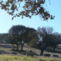 Schweine im Alentejo