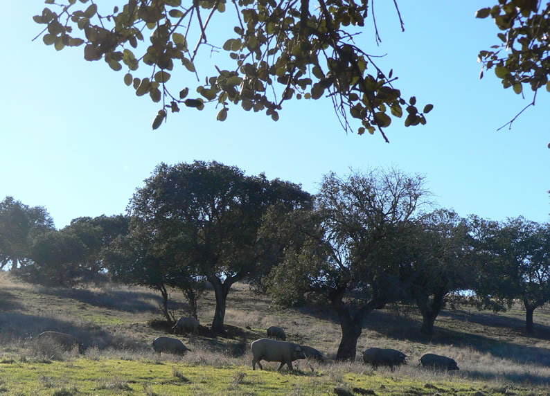 Schweine im Alentejo