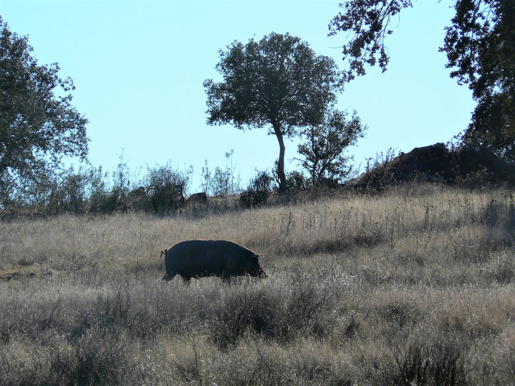 Porco Preto Eber Alentejo