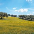 Korkeichen Landschaft Alentejo